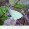 piris ergane armenia gnishik male 1